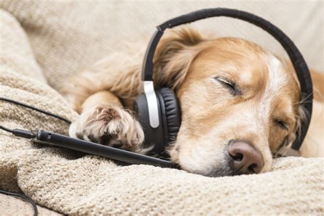 can dogs listen to music and does it affect their behavior?